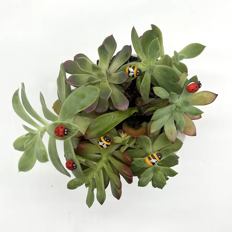 50/100 pces mini joaninhas e a - Landscape Bonsai Garden avaliação e preço