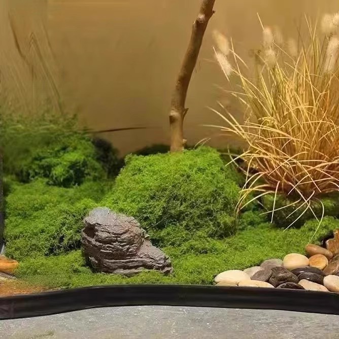 Musgo da Vida Eterna 200g para - Landscape Bonsai Garden avaliação e preço