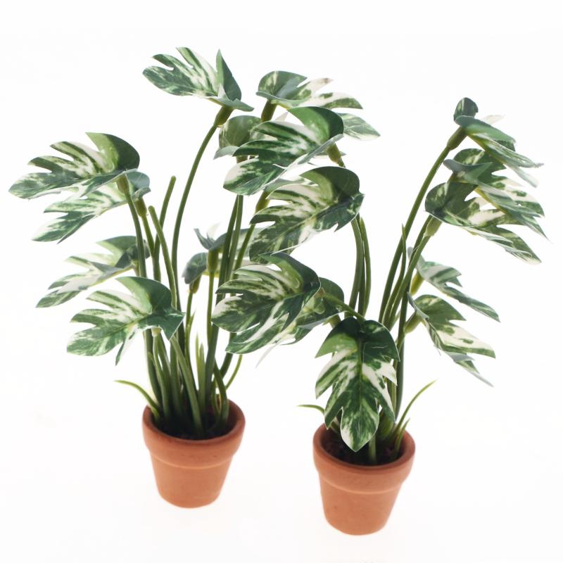 Novo. 1PC Planta Verde Monster - Landscape Bonsai Garden avaliação e preço